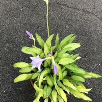 ギボウシ,庭の画像