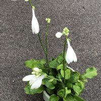 ギボウシ,庭の画像