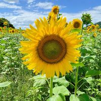 ヒマワリ,ヒマワリ,癒し,花のある暮らし,お出かけ先の画像