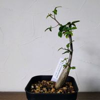 コミフォラ カタフ,コミフォラ・カタフ,塊根植物,実生,成長記録の画像