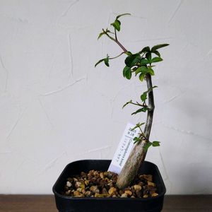 コミフォラ カタフ,コミフォラ・カタフ,塊根植物,実生,成長記録の画像