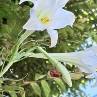 サザンカ,テッポウユリ,セミの抜け殻,セミの抜け殻,テッポウユリ（鉄砲百合）の画像