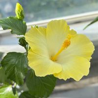 ハイビスカス,ハイビスカス　アイスレモン,花のある暮らし,お花に癒されるの画像