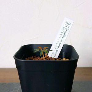 ボスウェリア・ソコトラナ　シルバーリーフ,塊根植物,実生,成長記録,実生苗の画像