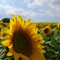 ヒマワリ,ヒマワリ,ヒマワリ,ひまわり畑,夏のお花の画像