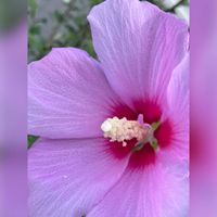 ムクゲ,散歩,夏の花,iPhone撮影の画像