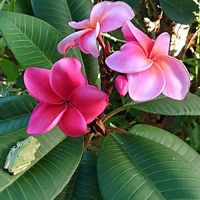 プルメリア,花のある暮らし,育てる喜び,プルンパーゴ（ルリマツリ）,いつもありがとう(*^。^*)✌️の画像