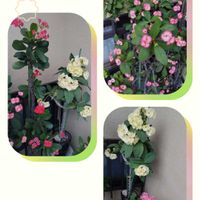 ハナキリン,ハナキリン,花ある日々,花友にありがとう,小さな庭の画像