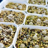ブルゲリ,多肉植物,コノフィツム属,ベランダの画像