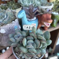 多肉,ポールシャイ,多肉植物,葉挿し,ベランダガーデンの画像