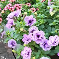 ツルバキア,バーベナ,ペチュニア,ジ二ア,寄せ植えの画像