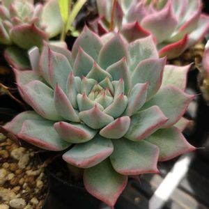 多肉植物,エケベリア属,実生,交配種,多肉大好きの画像