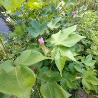 ワタ,棉(わた),棉(わた),綿の 実,花のある暮らしの画像