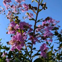 ススキ,薄いピンクのサルスベリ,バイクでキョロキョロ花散歩の画像