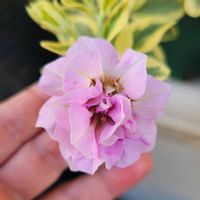 ペチュニア ヴァンサンカン,八重咲きペチュニア ヴァンサンカン,鉢植え,明るい日陰,プランターの画像