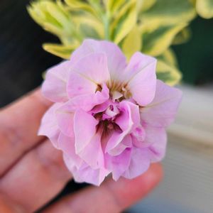 ペチュニア ヴァンサンカン,八重咲きペチュニア ヴァンサンカン,鉢植え,明るい日陰,プランターの画像