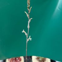 ハオルチア,多肉植物,葉挿し,エケベリア属の画像