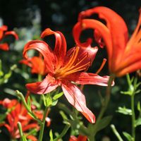 ユリ,夏の花,お花を楽しむ,暑さに負けない,お写んぽの画像