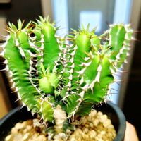 ユーフォルビア属,ユーフォルビア  ムランジーナ,ユーフォルビア  ムランジーナ,多肉植物,観葉植物の画像