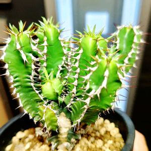 ユーフォルビア属,ユーフォルビア  ムランジーナ,ユーフォルビア  ムランジーナ,多肉植物,観葉植物の画像