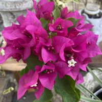 ブーゲンビリア,花のある暮らしの画像