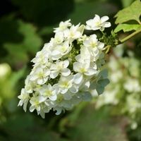 カシワバアジサイ,夏の花,お花を楽しむ,暑さに負けない,お写んぽの画像