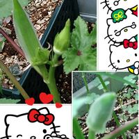 オクラ,オクラの実,プランター栽培,今日のお花,オクラの栽培の画像