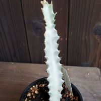 ユーフォルビア ホワイトゴースト,多肉植物,ユーフォルビア,植物のある暮らし,多肉植物のある暮らしの画像