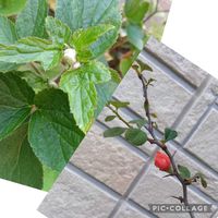 ボケ,秋明菊,小さな庭の画像