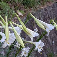 ユリの画像