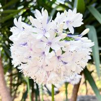 アガパンサス,デュランタ,ブーゲンビリア,クロホオズキ,アガパンサス クイーンマムの画像