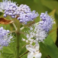 タマアジサイ,花のある暮らし,紫色の花,愛しの紫,花探し散歩の画像