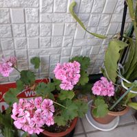 玄関アプローチの画像