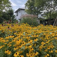 ギボウシ,シマトネリコ,フジバカマ,ルドベキア,お花は癒しの画像