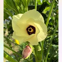 オクラ,ヒマワリ,オクラの花,花オクラ,ひまわりの画像