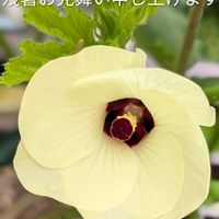 オクラ,オクラ,ビワ,ビワ,ブルーベリーの画像