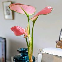 アグラオネマ,インドアグリーンの画像