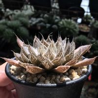 ハオルチア,ハオルチア グロボシフローラ,多肉植物,ハオルチア属,ハオルシア属     の画像