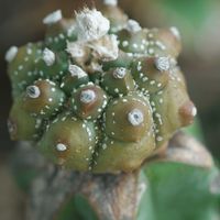 ハオルチア,多肉植物,観葉植物,塊根植物,サボテン科の画像