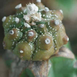 ハオルチア,多肉植物,観葉植物,塊根植物,サボテン科の画像