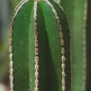 ハオルチア,多肉植物,観葉植物,塊根植物,サボテン科の画像