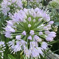 アリウム,花壇,玄関先,花のある風景,ＧＳだヨ！全員集合の画像