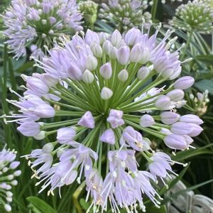 アリウム,花壇,玄関先,花のある風景,ＧＳだヨ！全員集合の画像