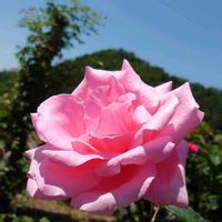 バラ,ばら バラ 薔薇の画像