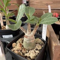 アデニウム,観葉植物,塊根植物の画像