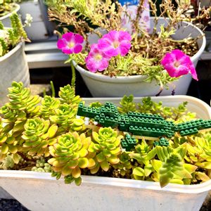 多肉植物,多肉植物寄せ植え,セダム属,多肉のある暮らし,多肉女子の画像