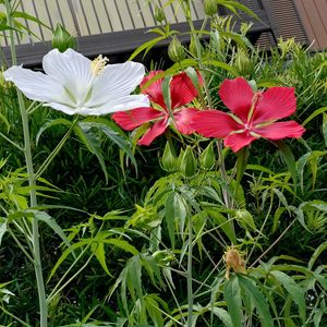 千日紅,モミジアオイ,ミニパプリカ,つるなし朝顔,つるなし朝顔の画像