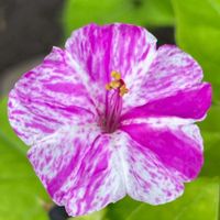 オシロイバナ,新宿,お花は癒し,花が好き❤,☆携帯撮影☆の画像
