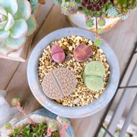 リトープス,センペル,多肉植物,多肉寄せ植え,多肉植物のある暮らしの画像