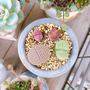 リトープス,センペル,多肉植物,多肉寄せ植え,多肉植物のある暮らしの画像